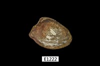 藏品(銀錦蛤)的圖片